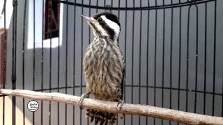 Download lagu PELATUK SAMPIT SPEED RAPAT..!! masteran terbaik paling di cari kicau mania mp3 Download lagu PELATUK SAMPIT SPEED RAPAT..!! masteran terbaik paling di cari kicau mania mp3