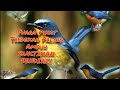 Suara Pikat Burung Tledekan Paling Ampuh Sekali Dengar Pasti Langsung Nyambar
