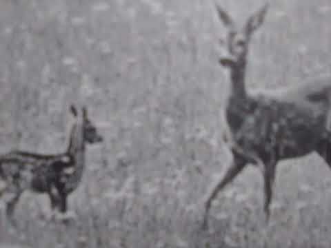 Đorđe Z. Ilić - Kad imaš samo čežnju i balade