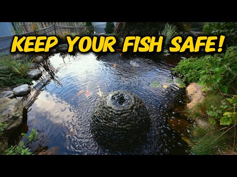 You're taking care of your Pond WRONG!