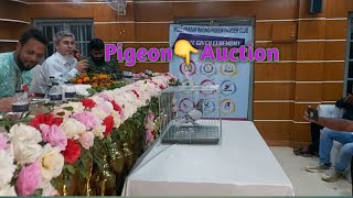 Pigeon Auction in MRPC Club | Racing pigeon auction in pigeon club