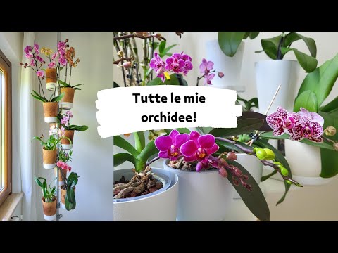 , title : 'Home Tour: Tutte le mie orchidee! #phalaenopsis #orchidee #cymbidium #dendrobium #gifted'