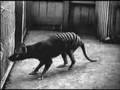Documentary Nature - Tasmanian Tiger: End of Extinction