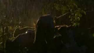 Lions feed in the rain