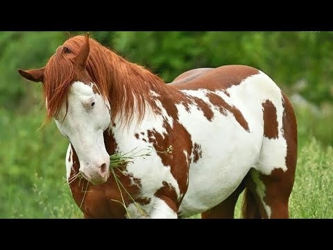 35 RAÇAS DE CAVALOS