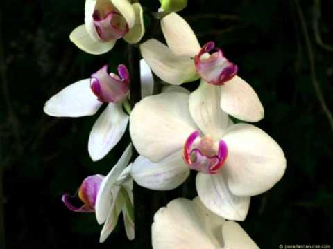 Bliss - The Hope [Featuring Sophie Barker, Lisbeth Scott & Merethe Sveistrup]