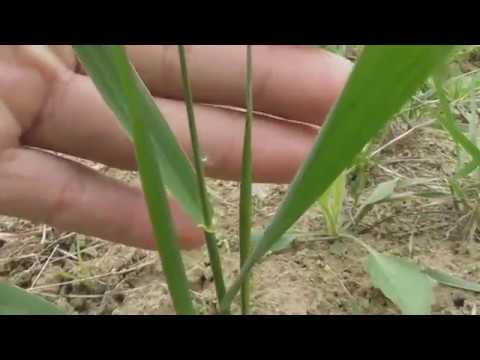 download lagu mp3 mp4 Agropyron Repens, download lagu Agropyron Repens gratis, unduh video klip Agropyron Repens