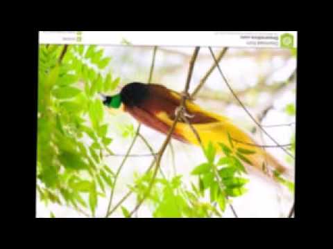 Pitzville - Bukaveng ft. Wee Leafy & Young Dee [ Papua New Guinea Island Vibezzz]