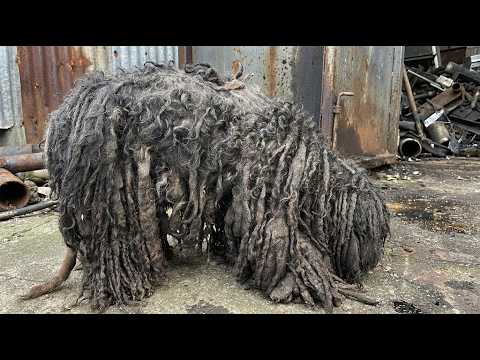 This Dog Was Trapped in Matted Fur for YEARS — What Happens Next Is Shocking