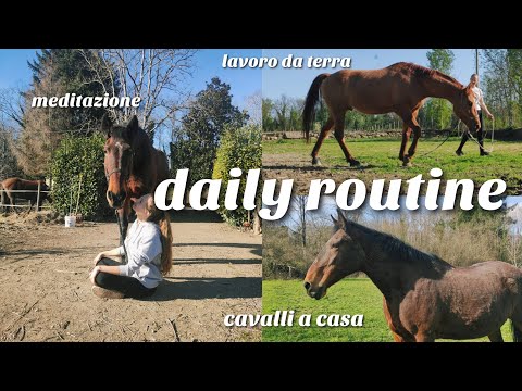 daily routine con i cavalli a casa, lavoro e molto altro! | Sara Aventino