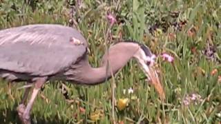Bird snatches fieldmouse