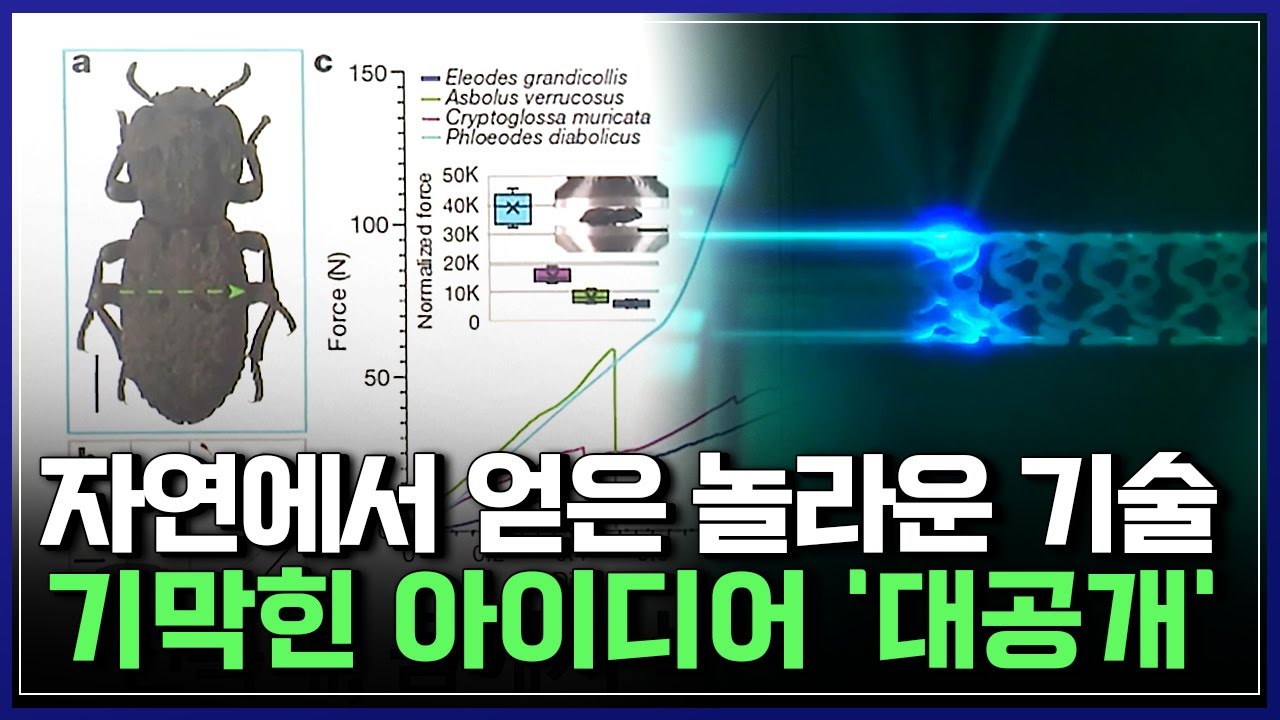 "이걸 보고..?" 자연에서 얻은 놀라운 기술! 한국 연구진들 기막힌 아이디어 '대공개' [반복재생] / YTN 사이언스