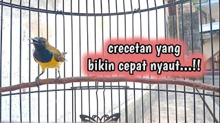Download lagu PANCINGAN SOGON DENGAN SUARA CRECETAN AGAR CEPAT NYAUT  #sogon #pancingansogonagarbunyi #sogokontong mp3