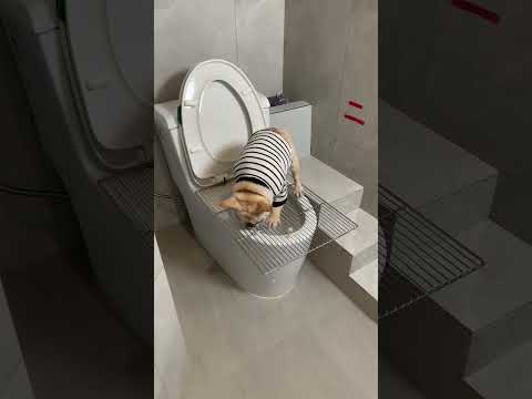 The second floor private room, you deserve a daily record of cute pets. You don’t know the fun of