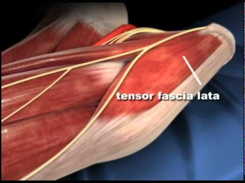Hip Anatomy Animation - Direct Anterior Total Hip Replacement