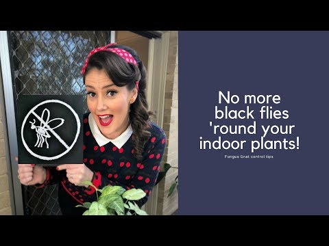 , title : 'No more black flies 'round your indoor plants - Fungus Gnat Control tips // The Gardenettes'