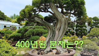 천국같은 분재 정원, 수령이 400년 가격은 ??