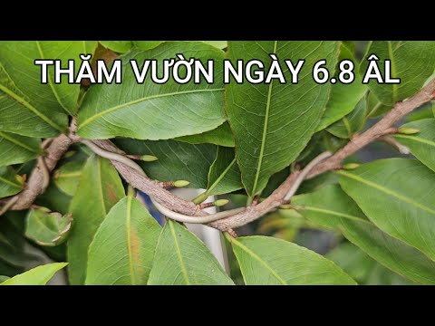 🔴 QBS23447 - CHĂM SÓC MAI THÁNG 8 ÂM LỊCH CHO NỤ MAU LỚN | CÁCH TẠO NỤ MAI VÀNG MIỀN BẮC HIỆU QUẢ