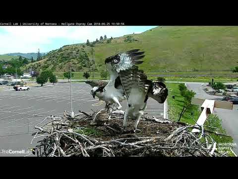 Fish Arrives at Hellgate Osprey Nest During Tough Conditions– June 25, 2018