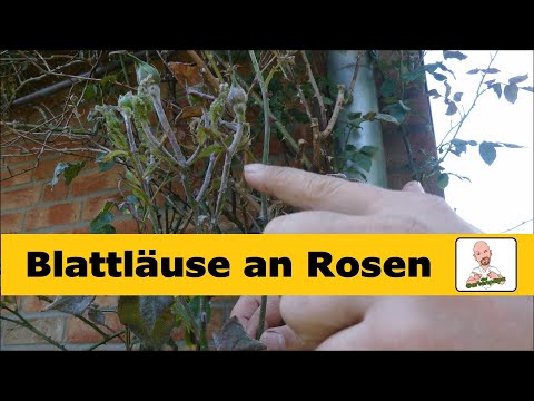 Blattläuse bei Rosen bekämpfen