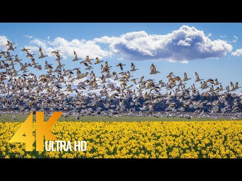 4K Short preview of the 8th Episode "Beautiful Washington" Documentary Film