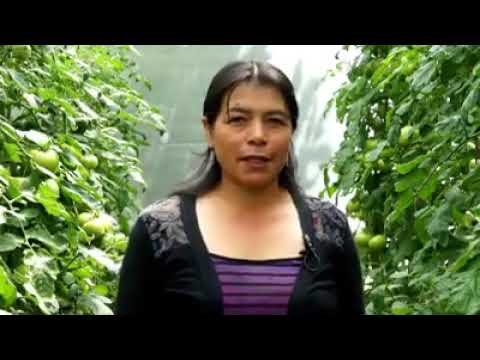 Cultivo de tomate de mesa en San Mateo municipio de puerres Nariño 