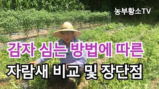 감자 심는 방법에 따른 자람새 비교 및 장단점