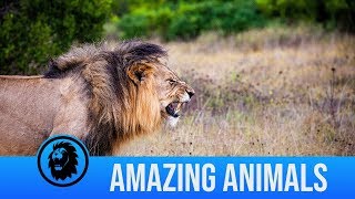 Wild animal encounters gameplay video by Anonymous, 12:58 duration