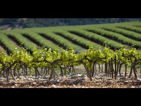La Route des vins - Cote du Rhone