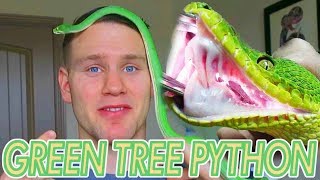 CAN I HOLD MY GREEN TREE PYTHON?!?!