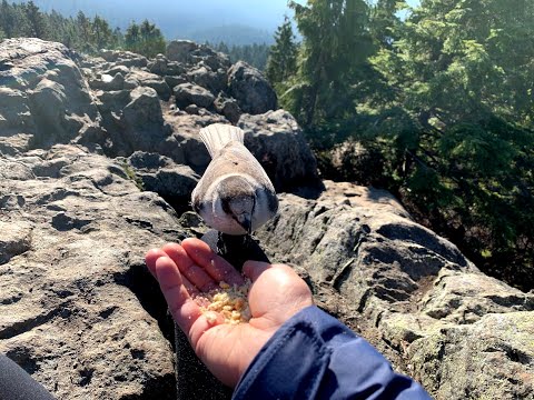 Hand feeding Grey Jays/Canada Jays/Whisky Jacks/Gorbies