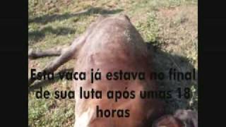 preview picture of video 'Cidade de Alvarenga-MG - Morte de animais com relampagos'