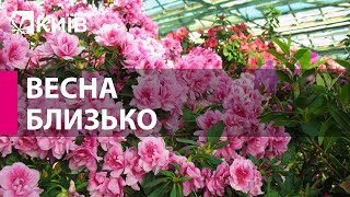 � ����������� ���� ��. ������ ���������� ���볿 �� ����볿