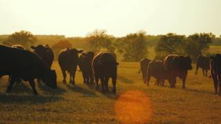preview picture of video '30-second 44 Farms Steaks Commercial'