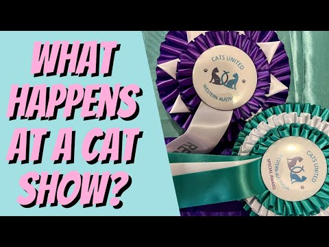 What happens at a Cat Show?  Find out how to get involved - Cat Breeding For Beginners, Cattery Info