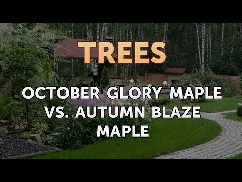 レッドカエデ「オクトーバーグローリー」 植物