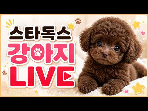강아지 분양 라이브 토이푸들분양 #강아지분양#고양이분양#강아지분…