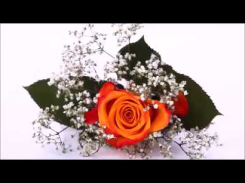 Bella -  Azok a fehér orgonák