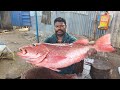 AMAZING SELVAM FISH CUTTING SKILLS Fishcuttingskills Ragaviceseafoods Kasimedu Selvam