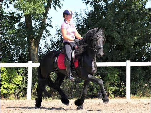 Stal Okkema's Jelte - Jurre x Uldrik - Stallion - 2019 - 1.64m