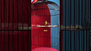 Download lagu masteran Sogon isian ciblek  mp3