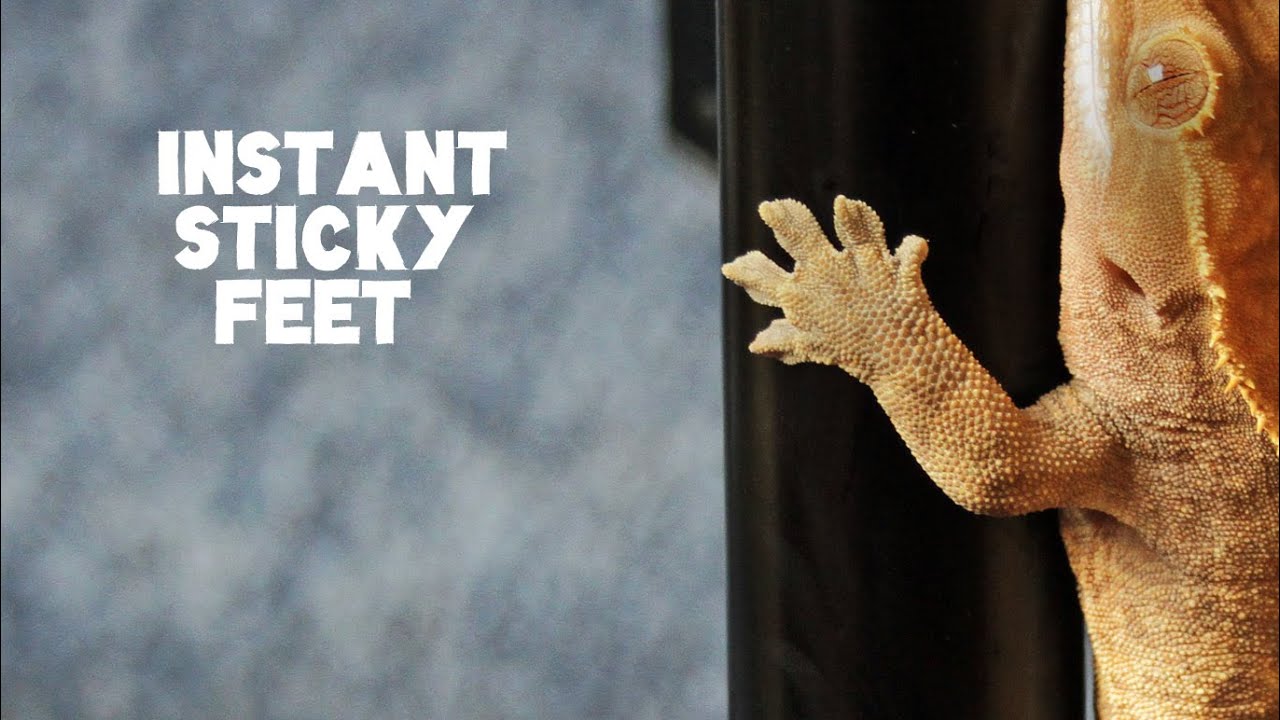 Watch video Why Aren't My Crested Geckos Feet Sticking | FAQ FRIDAYS Now Why Aren't My Crested Geckos Feet Sticking | FAQ FRIDAYS