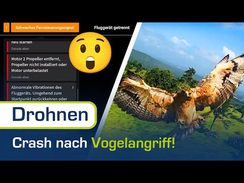Drone crash due to bird of prey | Tips for drone pilots!