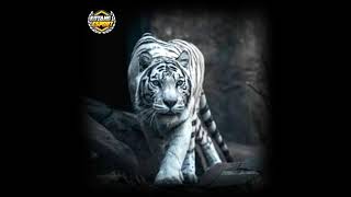 Download lagu STORY WHATSAPP MACAN PUTIH 30 DETIK mp3 Download lagu STORY WHATSAPP MACAN PUTIH 30 DETIK mp3