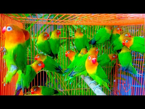 African lovebirds | best budgies from kerala