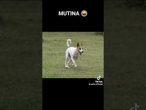 David Attenborough on MUTINA a Kenyan Shepherd dog that feeds on Githeri,Ugali and Manoria Ngui