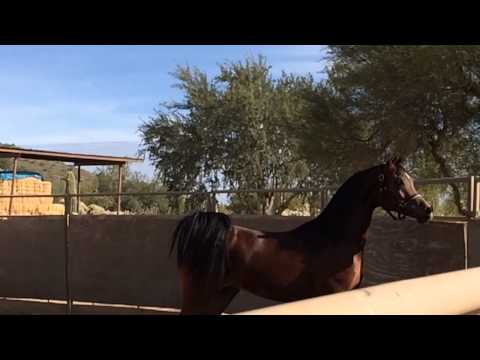 ABD Justinian Scottsdale 2014