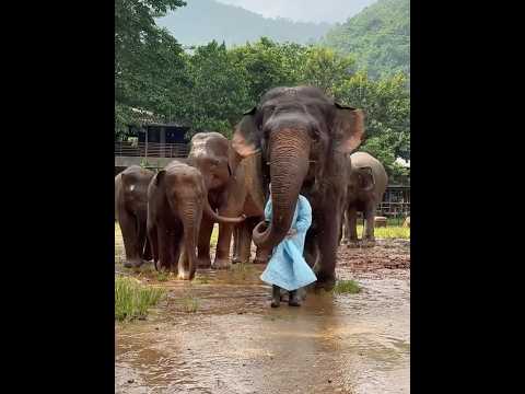 El hombre sacó el objeto extraño del pie del elefante.🐘❤️#love #cute #friendship #shorts