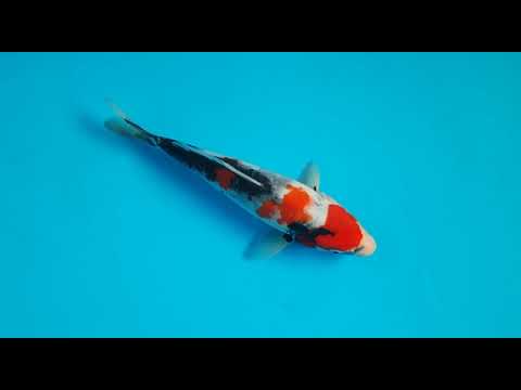 G4077 12 SHOWA 23 CM   OGATA