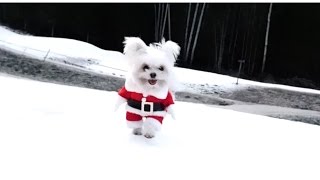 Cute Dog In Santa Costume - Barking Merry Christmas